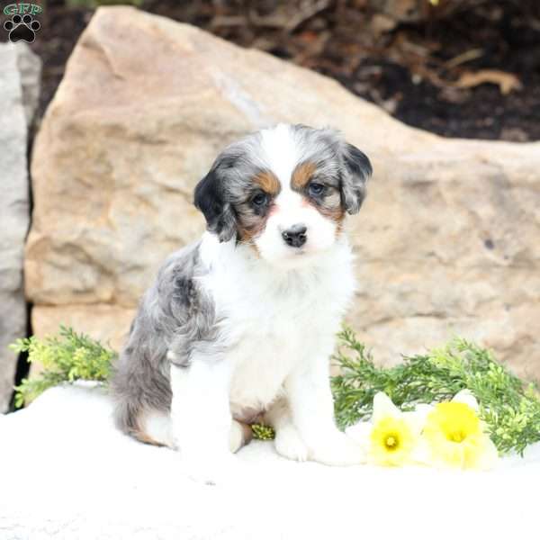 Pansy, Cavapoo Puppy